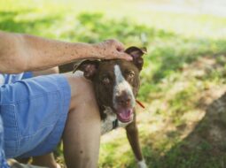 Evan Byron Cleveland Lawyer-Dog Rescuer