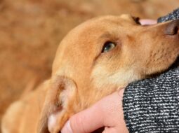 Evan Byron Cleveland Lawyer - Rescued Dogs