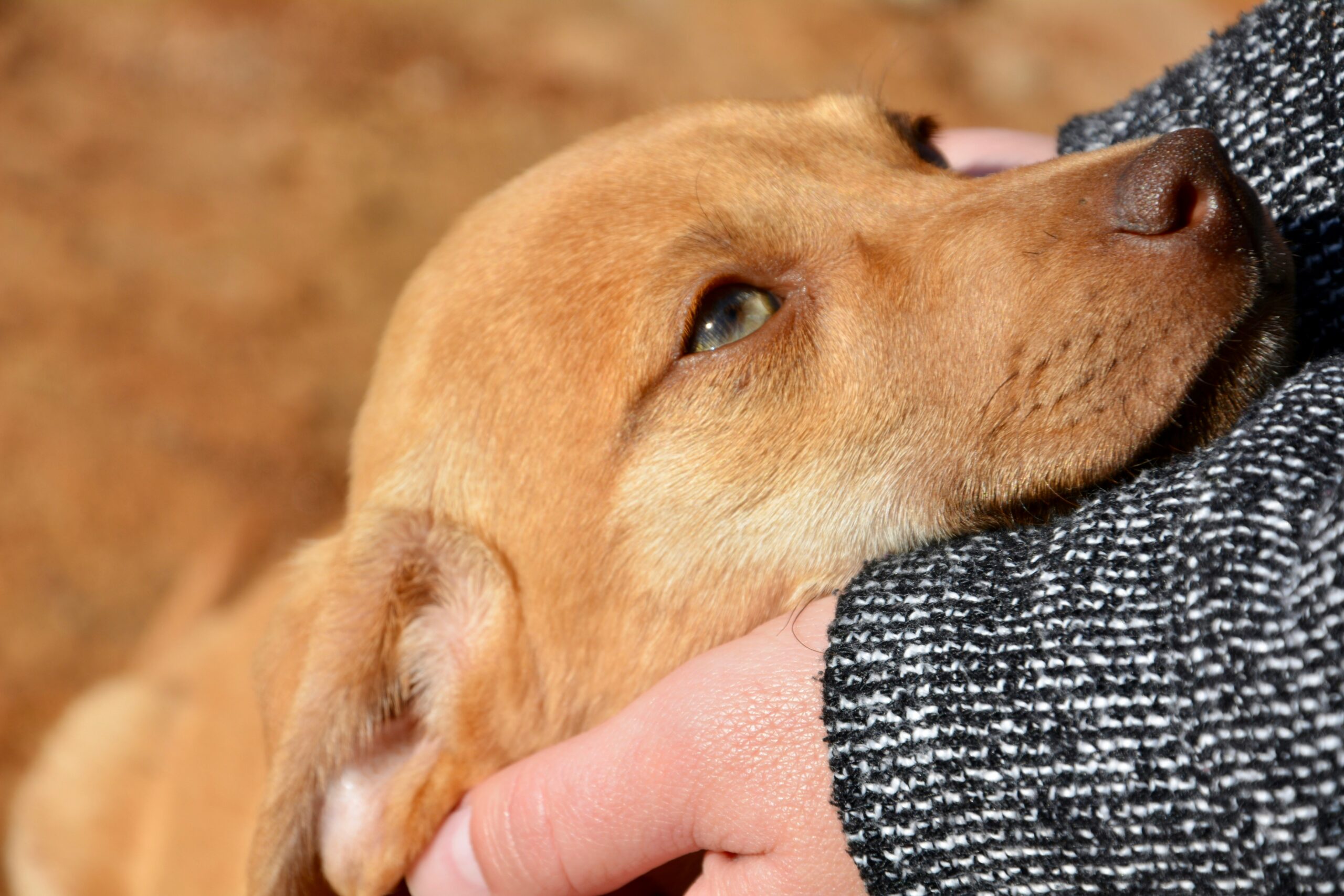 Evan Byron Cleveland Lawyer - Rescued Dogs