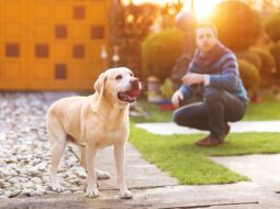 Byron Cleveland Lawyer - Dog Rescue